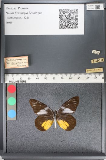 Media type: image;   Entomology 130337
